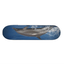 Dolphin Photo Custom Skate Board
