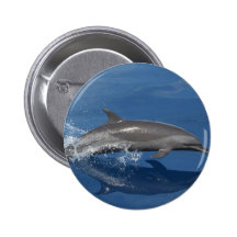 Dolphin Photo Pinback Button