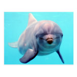 Dolphin portrait post card
