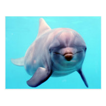 Dolphin portrait post card