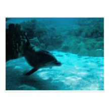 Dolphin Postcard