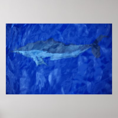 dolphin posters by engagedesign