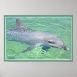dolphin print premium gloss