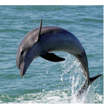 Dolphin Sculpture Photo Acrylic Cut Out