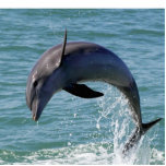 Dolphin Sculpture Photo Acrylic Cut Out