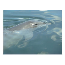 Dolphin Smile Post Cards