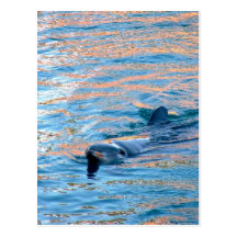 Dolphin Swimming and Playing Postcard