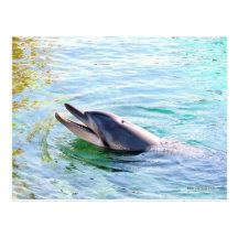 Dolphin Swimming Post Cards
