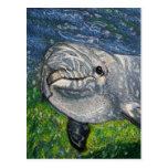 Dolphin Swimming Under Water: Dappled Sunlight Postcard