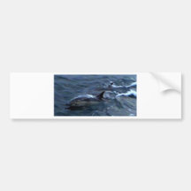 Dolphins at the boatside bumper sticker