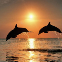 Dolphins by Sunset Photo Cutout