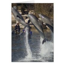 Dolphins Greeting Cards