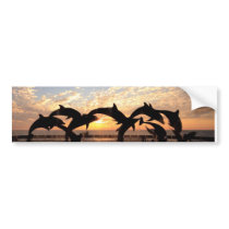 Dolphin's jumping from the water at sunset bumper sticker