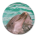 Dolphins magnets