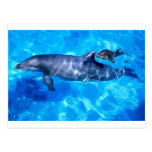 dolphins post card