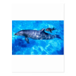 dolphins post cards