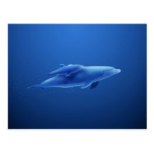 Dolphins Postcard