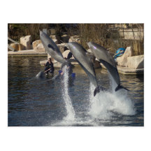 Dolphins Postcards