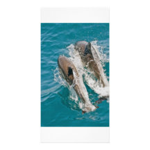 Dolphins Swimming Free in the Pacific Ocean Picture Card