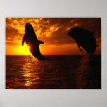 Dolphins Symphony at Sunset Posters