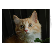 Domestic cat cards