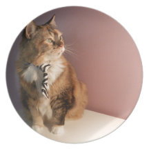 Domestic cat in a business Tie pic 2 Dinner Plate