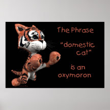 Domestic Cat in Black Poster