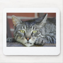 domestic-cat mouse pad