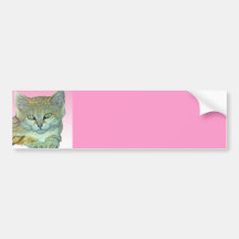 Domestic Cat, Pink Background Bumper Sticker