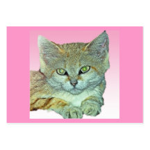 Domestic Cat, Pink Background Business Card Template