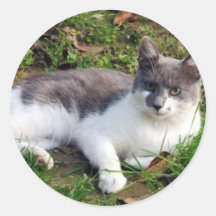 Domestic cat round stickers