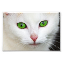 Domestic Cat with Green Eyes Feline Face White Fur Photographic Print