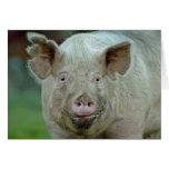 Domestic Pig Greeting Cards