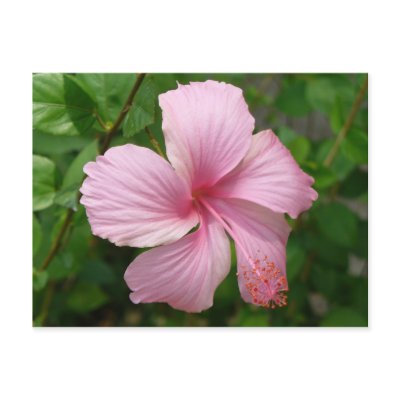 Dominican Republic flower Postcards by KROPWD