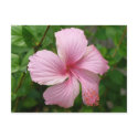 Dominican Republic flower postcards