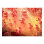 Dondronephthya soft coral from Papua, New Guinea Custom Invite