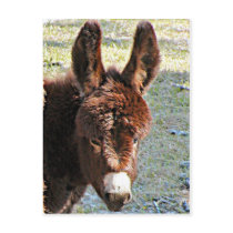 Donkey #2 postcards