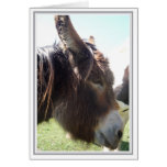 Donkey Blank Note Card cards