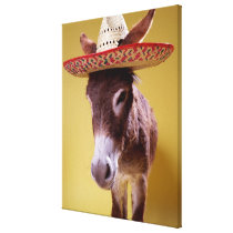 Donkey (Equus hemonius) wearing straw hat Stretched Canvas Print