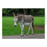 Donkey greeting card