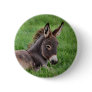 Donkey In The Grass
