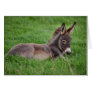 Donkey In The Grass