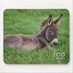 Donkey In The Grass
