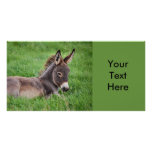 Donkey In The Grass