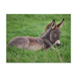 Donkey In The Grass