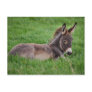 Donkey In The Grass Postcards