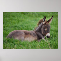Donkey In The Grass