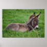 Donkey In The Grass