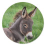 Donkey In The Grass