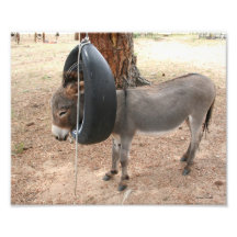 Donkey in Tire Swing Art Photo